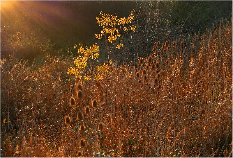 Evening Rays_Brian Goad.jpg